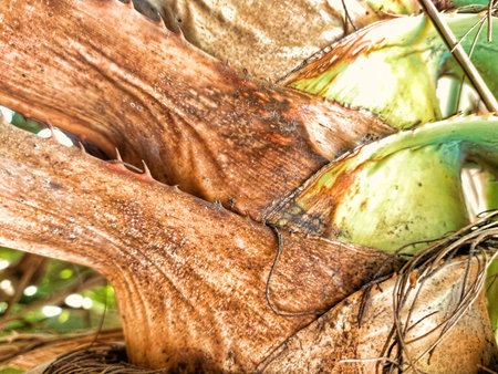 Coconut palm tree trunk close up. Natural background and texture.の写真素材