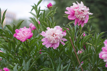 pink peony flowers in the garden on a sunny summer dayの写真素材