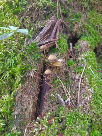 Mushrooms growing on a tree trunk in the forest, close upの写真素材
