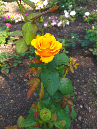 Beautiful yellow rose in the garden on a sunny summer day.の写真素材