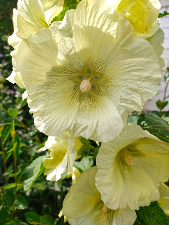 White hollyhock flowers in the garden. Close up.の写真素材