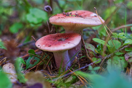 Edible mushrooms grow in the forest. Mushrooms in the grass.の写真素材