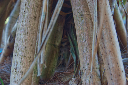 Banyan tree in the garden, closeup of tree trunkの写真素材