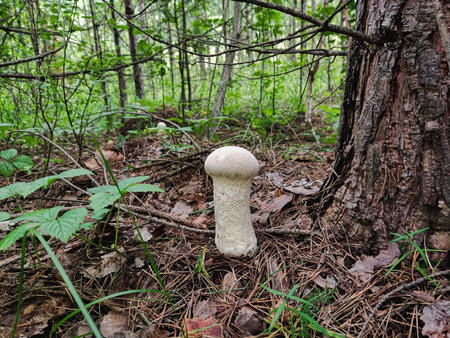 Mushroom Leccinum scabrum in the forestの写真素材