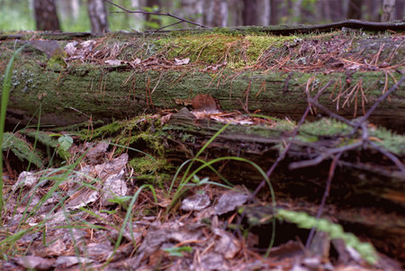 Fallen tree on the ground in the forest. Selective focus.の写真素材