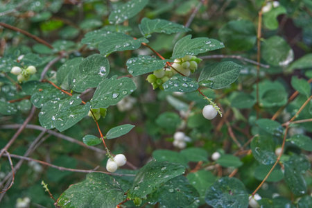 Mistletoe berries on a branch with dew drops, close-upの写真素材