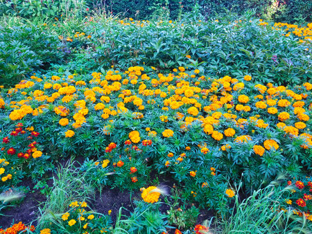 Marigold flowers blooming in the garden on summer day.の写真素材