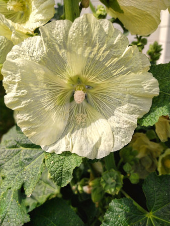 White hollyhock flower in the garden with green leaves.の写真素材