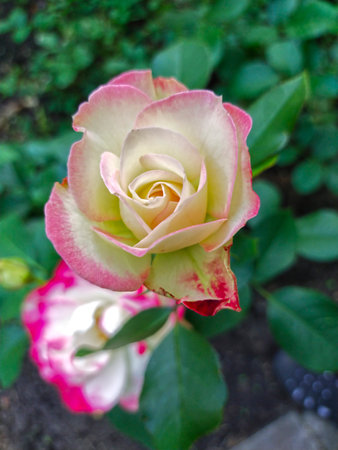 Pink and white rose in the garden. Shallow depth of field.の写真素材
