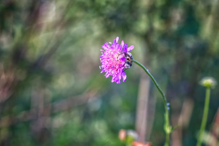 A bee on a purple flower on a blurred background. Copy space.の写真素材
