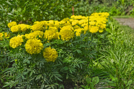 Yellow marigold flowers in the garden. Selective focus.の写真素材
