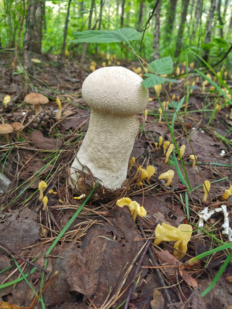 mushroom in the forestの写真素材