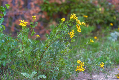 Yellow tansy flowers in the forest. Shallow depth of field.の写真素材