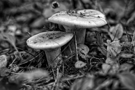 Mushrooms growing in the forest in black and white. Autumn season.の写真素材