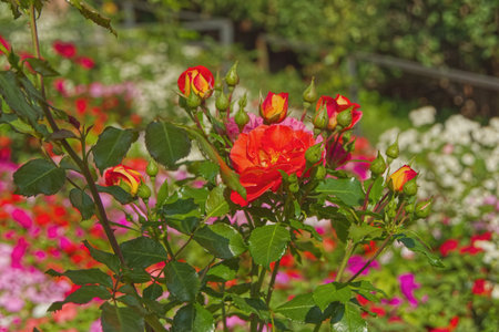 Colorful roses in the garden. Beautiful roses in the garden.の写真素材