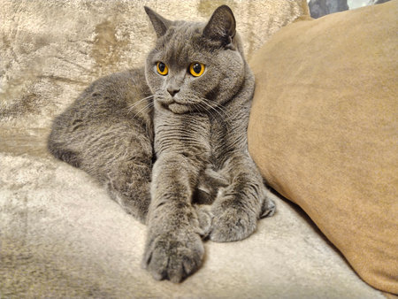 British shorthair cat lying on a sofa and looking at the cameraの写真素材