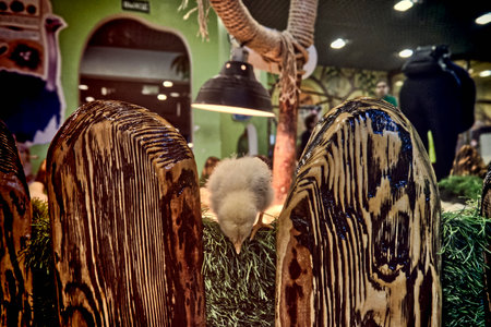 Easter decoration in a shop in Vilnius, Lithuania.の写真素材