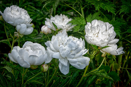 White peony flowers in the garden on a background of green leavesの写真素材
