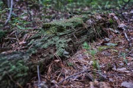 old rotten tree in the forest with moss and lichen - abstract environmental backgroundsの写真素材