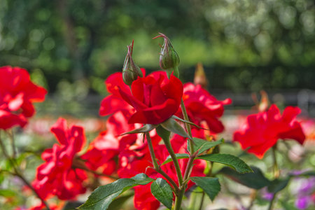 Beautiful red roses in the garden. Selective focus. Nature.の写真素材