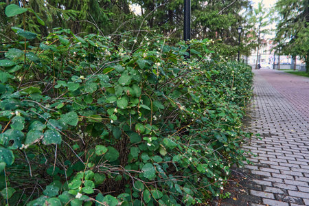 green shrub in the city park on the background of the roadの写真素材