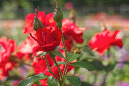 Red rose flower in the garden with natural background. (Selective focus)の写真素材