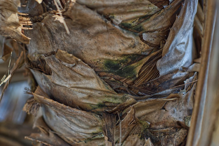 Palm tree bark texture. Close up of coconut palm tree trunk.の写真素材