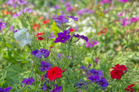 Colorful petunia flowers in the garden. Natural floral background.の写真素材