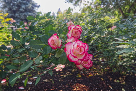 Beautiful roses in the garden, Roses are beautiful with a beautiful sunny day.の写真素材