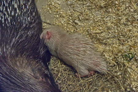 A baby porcupine drinks its mother's milkの写真素材