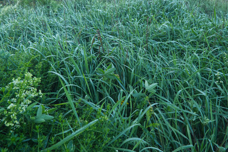 Green grass on a meadow in the early morning. Nature backgroundの写真素材