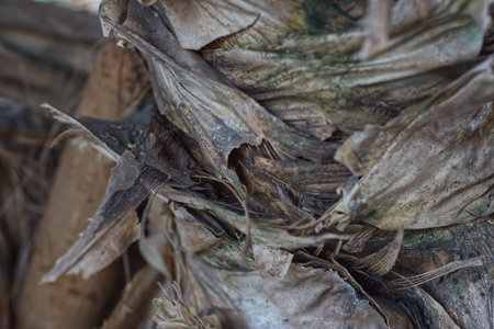 Dry palm leaves. Close-up of dry palm leaves.の写真素材