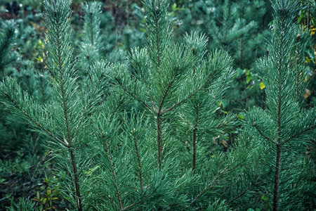 Pine branches on a background of green foliage in the forest.の写真素材