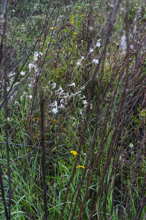 Wildflowers in the meadow. Seasonal natural background.の写真素材