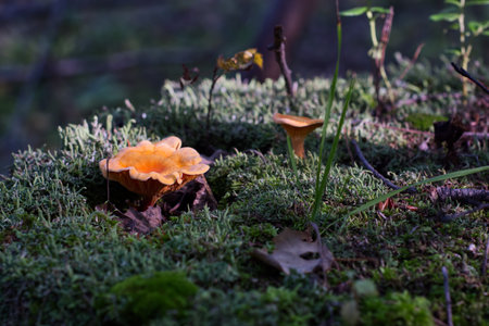 Mushrooms growing on the moss in the forest in autumn.の写真素材