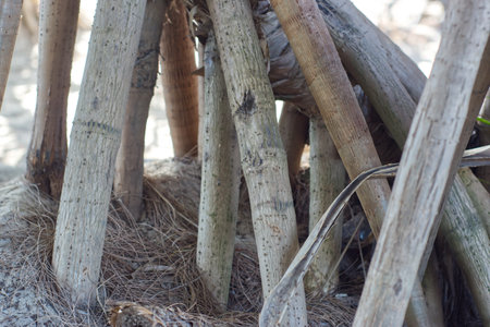Close up of tree roots on the beach in the morning sun.