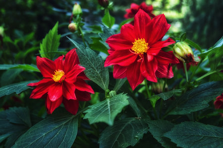Red dahlia flowers in the garden. Selective focus.の写真素材