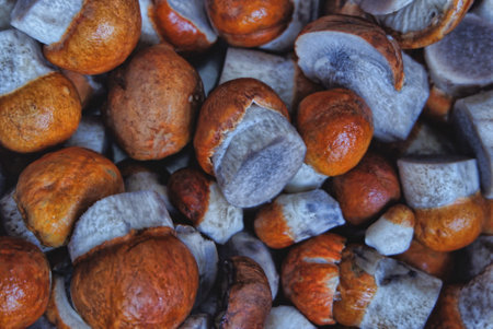 Boletus edulis or porcini mushroom close upの写真素材