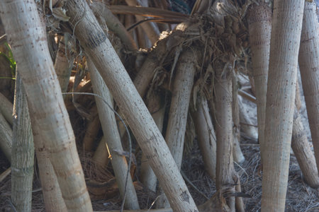 Banyan tree roots in the garden. Banyan treeの写真素材