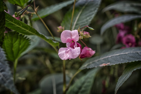 beautiful pink flower in the garden with green leaves and blur backgroundの写真素材