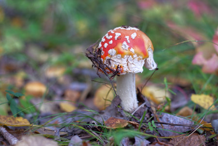 Amanita muscaria, fly agaric in the forestの写真素材