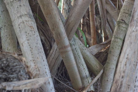 Close up of the trunk of a palm tree in the forest.の写真素材