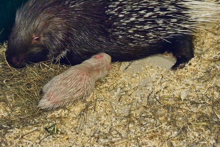 Mother and baby porcupine in a zoo, close-upの写真素材