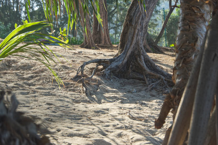 The roots of the trees in the sand. The concept of ecology.の写真素材