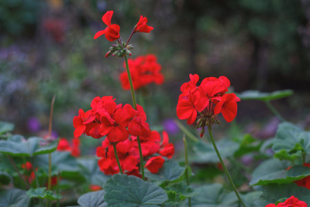 Red geraniums in the garden. Red geranium flowers.