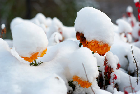 Orange marigold flowers under the snow. Shallow depth of field.の写真素材