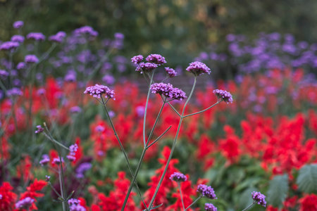Verbena flowers blooming in the garden, selective focus.の写真素材