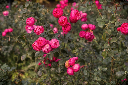 Pink roses in the garden. Pink rose blooming in the garden.