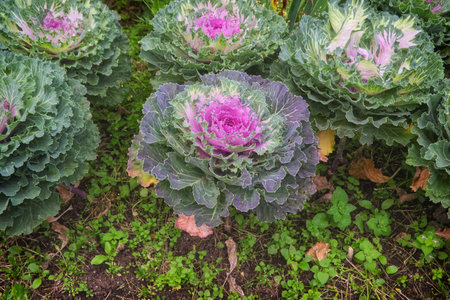 Ornamental cabbage in the garden. Ornamental cabbage. Ornamental cabbage.