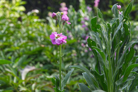 Purple flowers in the garden with green leaves and bokeh